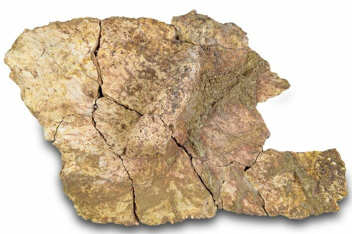 Triassic Fossil Phytosaur Scute - Texas #315718